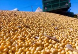 巴西大豆卖家漫天要价，中国果断转向，阿根廷火速接下百亿订单