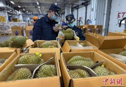 榴莲快船密集抵达广州南沙口岸 大湾区开启“榴莲季”