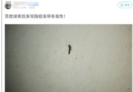 西安多区发现隐翅虫？千万别拍！毒液堪比硫酸