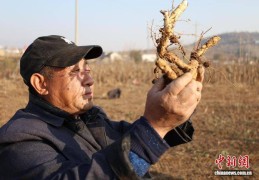 山东泰安：泰山黄精喜丰收