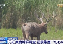 缠鹿角、涂泥巴，进入发情季的雄鹿这样“秀肌肉”