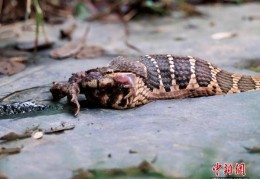 安徽祁门：蛇与蟾蜍的“生死博弈”