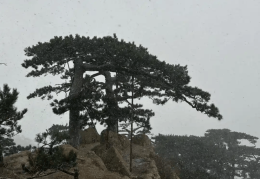 泰山下雪了！山东双预警齐发