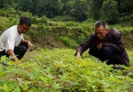 贵州清镇：林下 “掘金” “探绿”前行