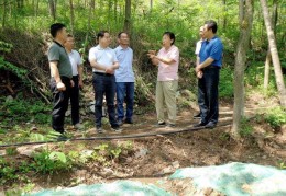 十堰市郧阳区政协持续助力村民“林下掘金”