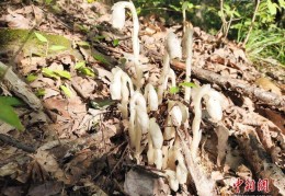 湖北竹山天堂林场发现国家近危级珍稀植物水晶兰