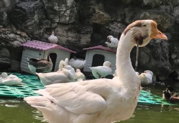 北京团结湖公园大鹅遭鱼钩刺伤：已取钩救治，情况稳定