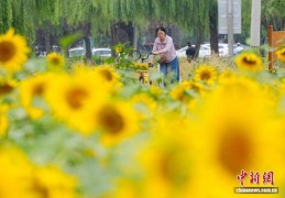 北京凉水河公园向日葵盛放引客来