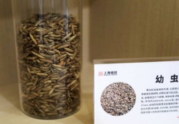 内马尔发文辞别梅西:上海更大生活垃圾处置基地养起了虫子，每天有5亿只黑水虻为市民“打工”