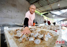 山东青岛：海蜇特色村捕捞加工忙