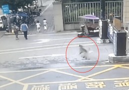 8bo:又一路！恶犬未拴绳袭击小孩，警方回应