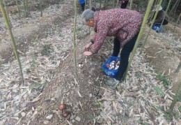 四川大竹：科技点“菌”变成金，林下种植富乡村