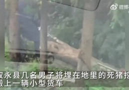 几名须眉组团将埋进土里的死猪挖出运上货车，网友量疑死猪流向，农业局：已接到相关反映，正派人核实处置:7m足球比分