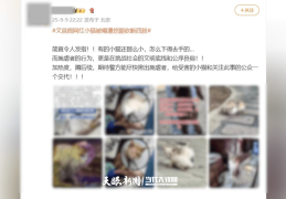 大反转！贵阳“挖眼虐猫”事件系AI编造