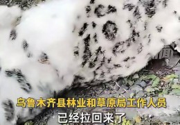 官方回应“乌鲁木齐天山后峡发现一只雪豹”：确认发现雪豹尸体，已处理完毕
