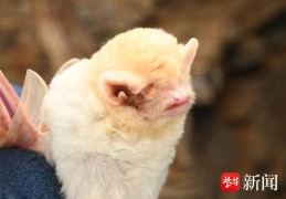 全白化蝙蝠现身南京六合，为江苏省首例