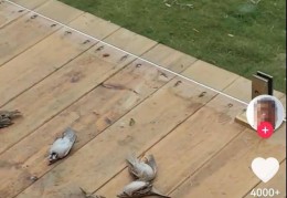 一群麻雀飞着飞着纷纷坠亡，林业部门：可能是中毒了，将联合公安调查