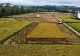 四川新一轮强降雨开启，对秋收影响几何？