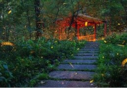 夏夜流萤成网红打卡点，江苏南京守护“暗夜精灵”
