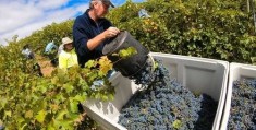 澳大利亚：对中国打消葡萄酒禁令“有自信心”:澳大利亚对阿联酋